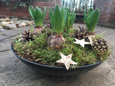 Hyacinth bowl