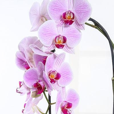 Pink Orchid