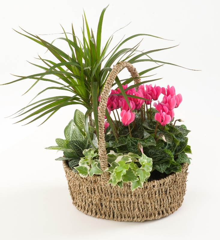 Planted Basket