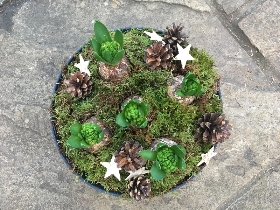 Hyacinth bowl
